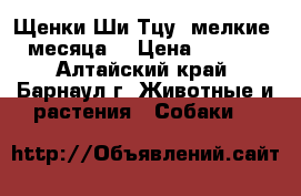 Щенки Ши-Тцу, мелкие, 2 месяца. › Цена ­ 10 000 - Алтайский край, Барнаул г. Животные и растения » Собаки   